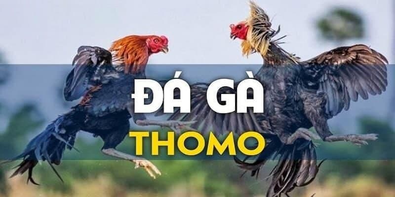 Chọi gà Thomo là loại hình giải trí được săn lùng nhất hiện nay